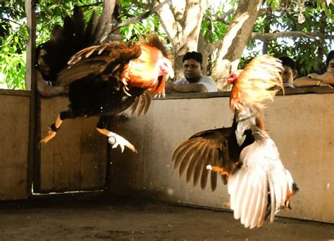 sabong barkadahan live|Sabong Barkdahan: The Best Time to Play is Now .